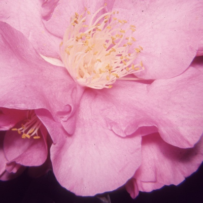 Lady Susan
